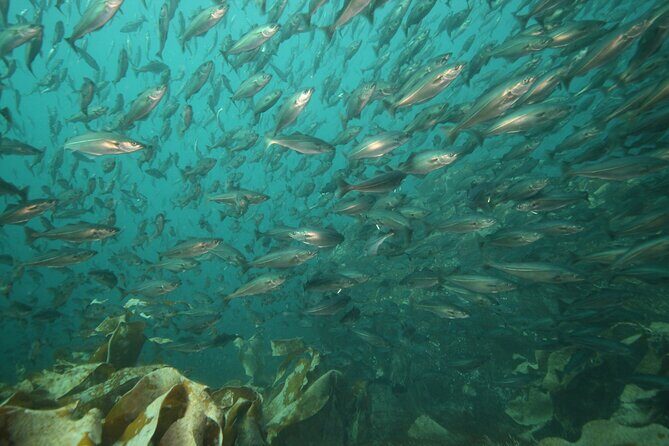 Lofoten Unique Snorkeling Experience in Dry Suit - The Post-Activity Warm-up and Additional Comforts