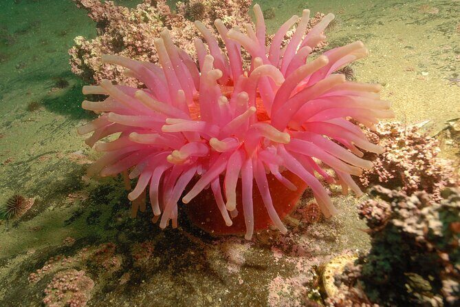 Lofoten Unique Snorkeling Experience in Dry Suit - Is This Tour Worth the Price?