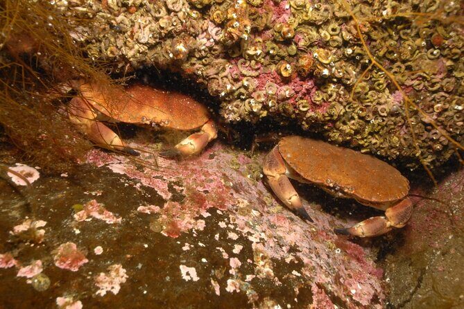 Lofoten Unique Snorkeling Experience in Dry Suit - Who Should Consider This Experience?