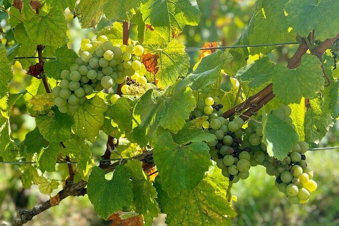 Loire Valley Chambord Castle and Wine Tasting from Paris - A Complete Breakdown of the Itinerary