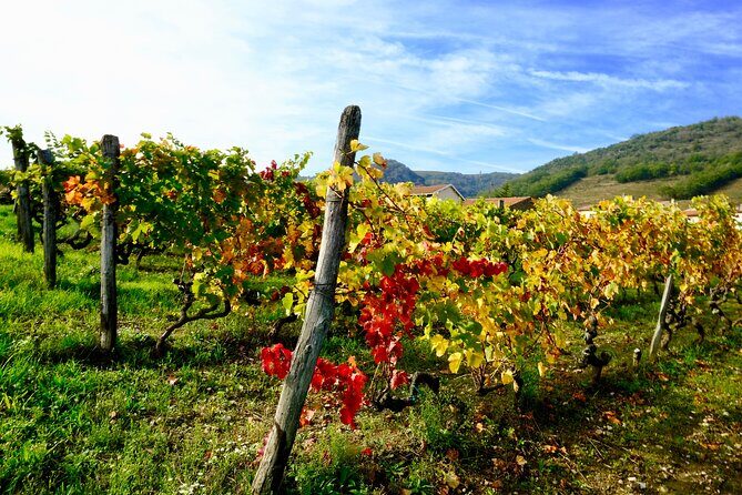 Loire Valley Wine Half Day Tour in Vouvray - A Deep Dive into the Loire Valley Wine Half Day Tour in Vouvray