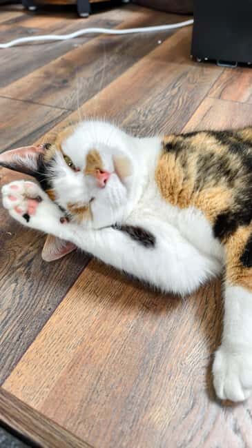 London Cat Cafe: Cat Lounge Entry Ticket - What Is the London Cat Cafe Experience Really Like?