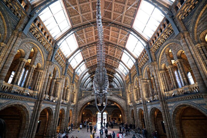 London: Guided Tour of the Natural History Museum - Key Points