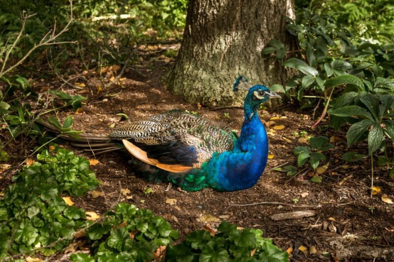 London: Kew Gardens Admission Ticket - Practical Tips for Visiting Kew Gardens