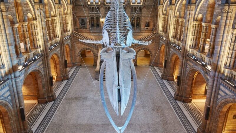 London: Natural History Museum Tour - FAQs