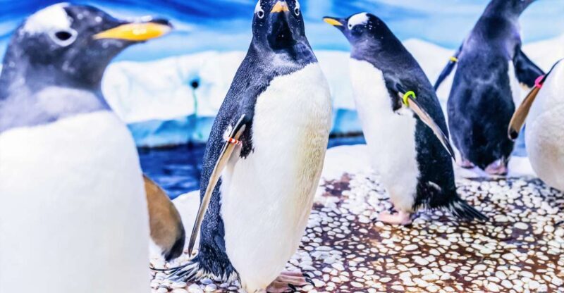 London: SEA LIFE Entry Ticket - The Sum Up