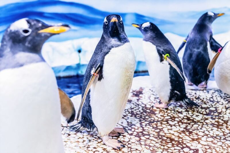 London: SEA LIFE Entry Ticket - FAQs