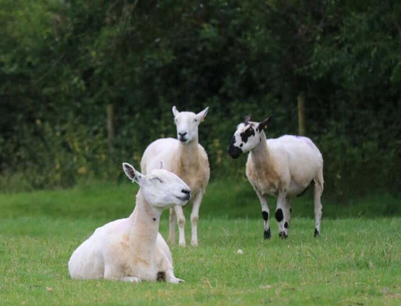 London: Top 7 Cotswolds Stops plus Shakespeare's Stratford - Practical Considerations