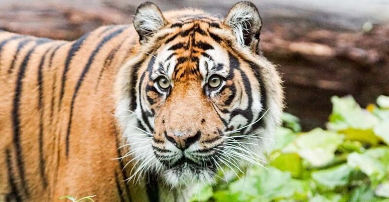 London Zoo: Entry Ticket - FAQ