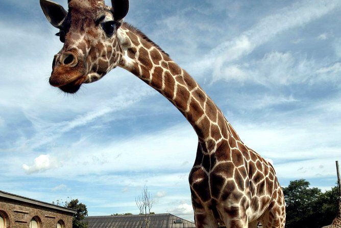 London Zoo Entry Ticket - An In-Depth Look at the Experience