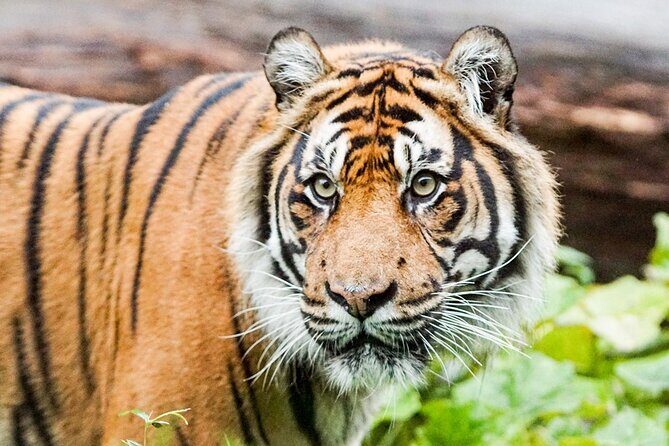 London Zoo Entry Ticket - Practical Tips for Visiting