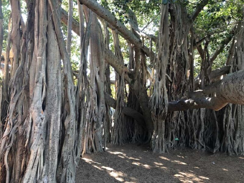 Lone Pine and Brisbane City Highlights - Authentic Feedback from Travelers