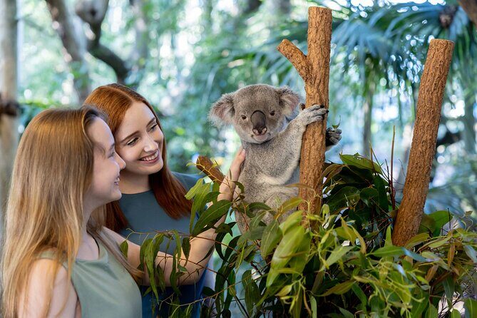 Lone Pine Koala Sanctuary Day Pass - A Natural Setting for Australian Wildlife