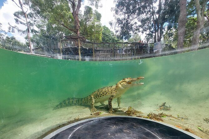 Lone Pine Koala Sanctuary Day Pass - What We Especially Liked