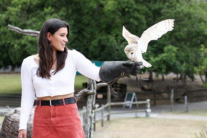 Lone Pine Koala Sanctuary Day Pass - Considerations and Potential Drawbacks