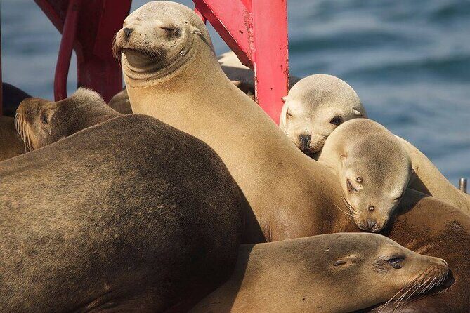 Long Beach Harbor 45-Minute Boat Tour - An Authentic Look at Long Beach Harbor