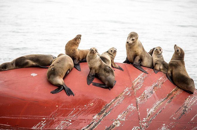 Long Beach Harbor 45-Minute Boat Tour - Who Should Consider This Tour?