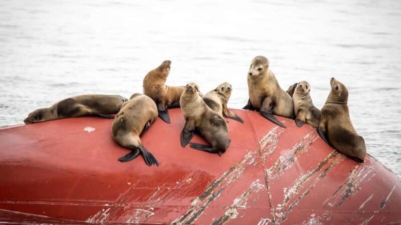 Long Beach: Whale and Dolphin Watching Cruise - The Experience in Detail