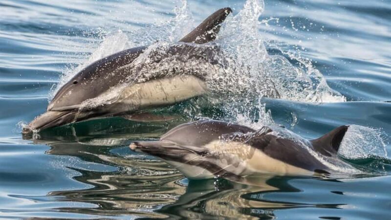 Long Beach: Whale and Dolphin Watching Cruise - Final Thoughts