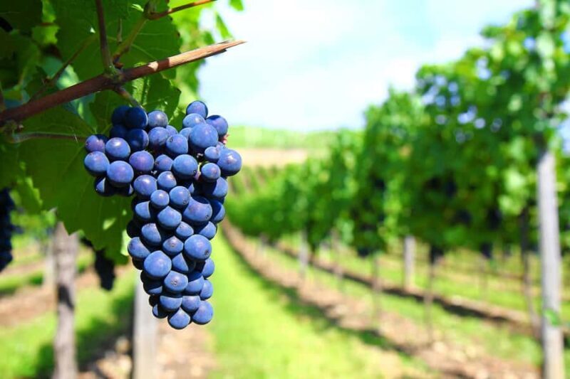 Long Island Winery Tour - What to Expect from the Long Island Winery Tour