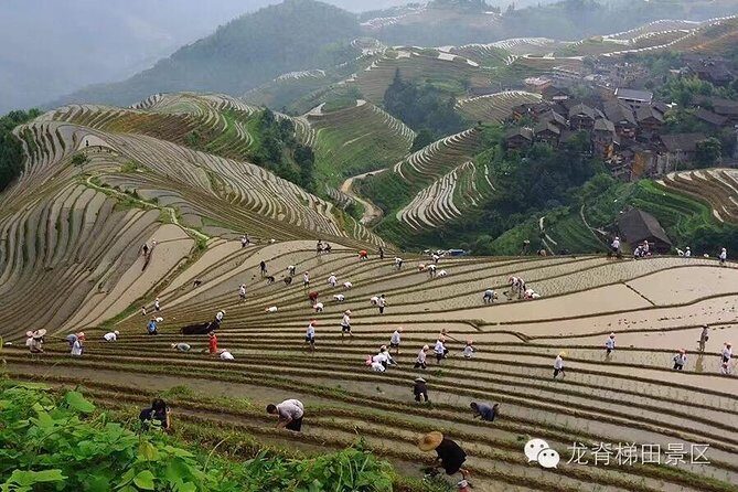 Longji rice terraces & minority villages private day tour - Real Traveler Insights