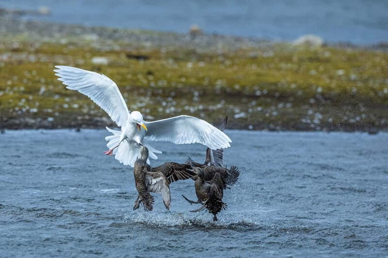 Longyearbyen: Wildlife Safari & Hiking Photography Tour - Key Points
