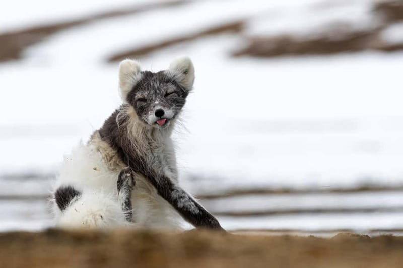 Longyearbyen: Wildlife Safari & Hiking Photography Tour - Exploring the Heart of Arctic Wildlife: The Tour in Detail