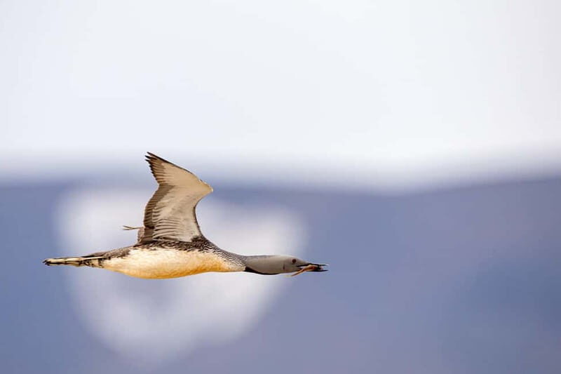 Longyearbyen: Wildlife Safari & Hiking Photography Tour - Is This Tour Worth It?