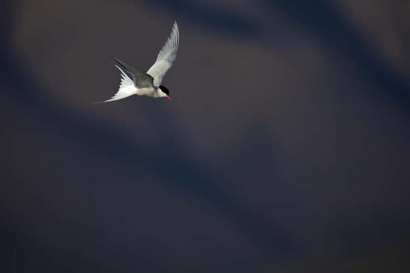 Longyearbyen: Wildlife Safari & Hiking Photography Tour - Final Thoughts