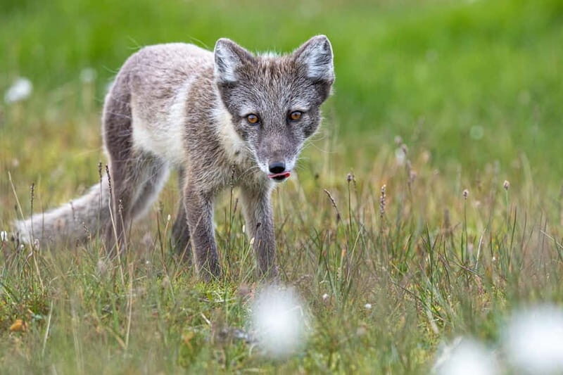 Longyearbyen: Wildlife Safari & Hiking Photography Tour - FAQs