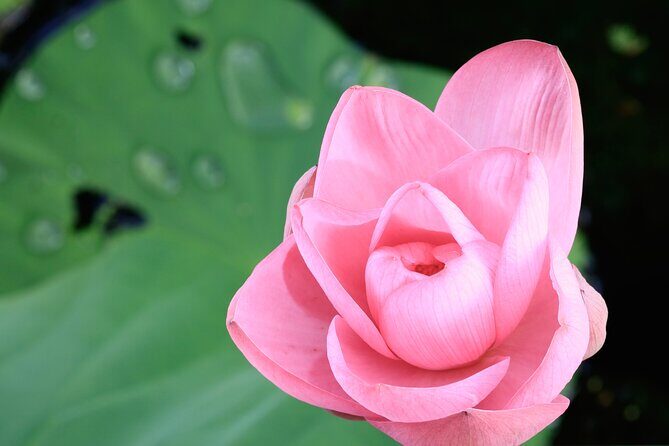 LookAbout Darwin, Wetlands & Wildlife Premium Tour - Max 6 Guests - What Reviewers Say