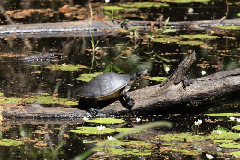 LookAbout Darwin Wetlands Wildlife Premium Tour Max 6 Guests - The Humpty Doo Hotel: A True Northern Territory Pub Experience