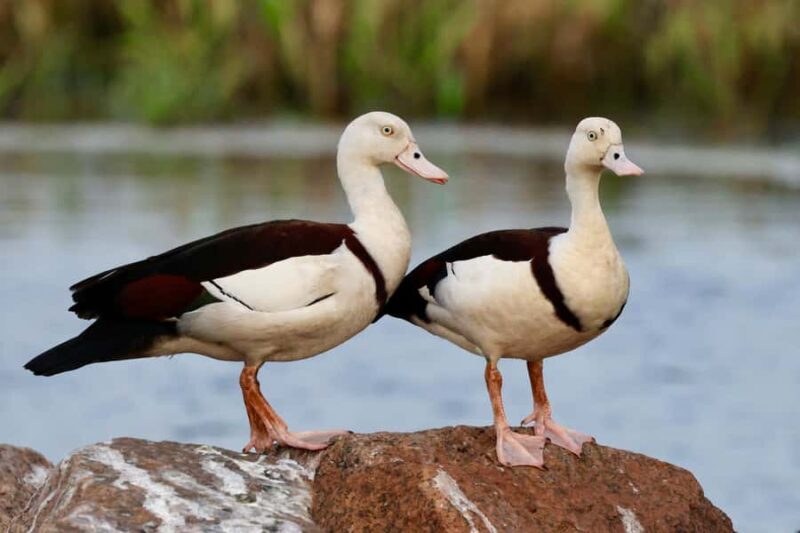 LookAbout Darwin Wetlands Wildlife Premium Tour Max 6 Guests - Transportation and Group Size: Comfort and Personal Touch