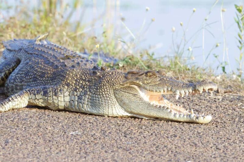 LookAbout Darwin Wetlands Wildlife Premium Tour Max 6 Guests - Who Will Love This Tour?