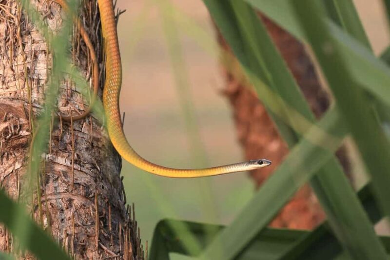 LookAbout Darwin Wetlands Wildlife Premium Tour Max 6 Guests - FAQ