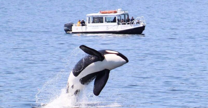 Lopez Island: Whale & Orca Boat Tour - FAQs