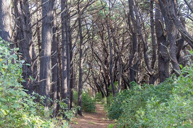 Lord of The Rings Full Day locations tour incl Weta & keepsake - Introduction