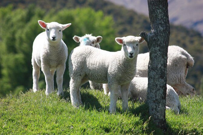 Lord of the Rings Scenic Half Day Tour from Queenstown - Authentic Experiences and Tips