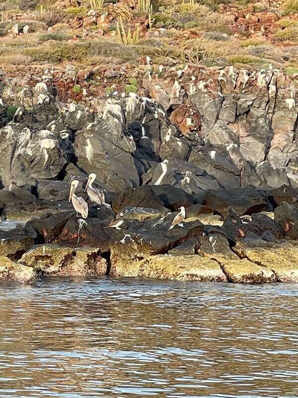 Loreto: Speedboat Tour with Swimming, Snorkeling and Picnic - FAQ