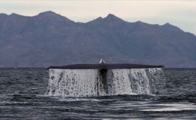 Loreto: Whale Watching Cruise with Transfers and Lunch - Key Points