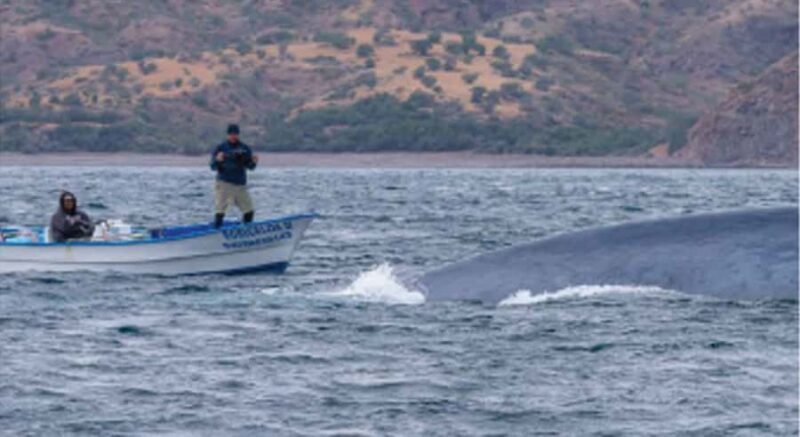 Loreto: Whale Watching Cruise with Transfers and Lunch - The Sum Up: Is It Worth It?