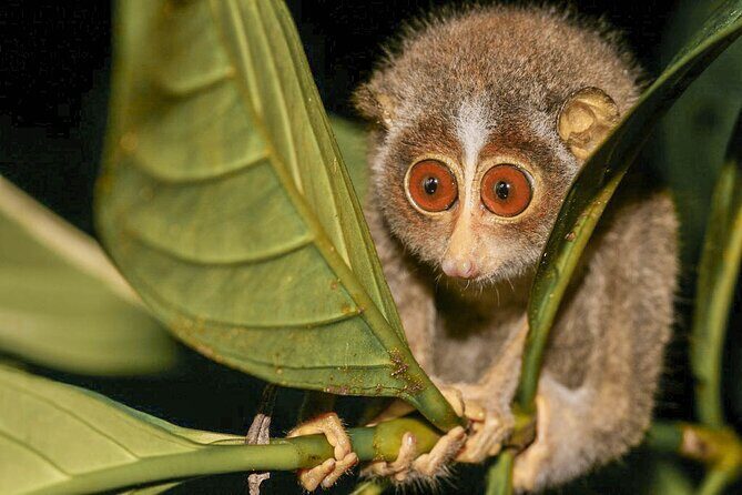 Loris Watching in Yala - Introduction