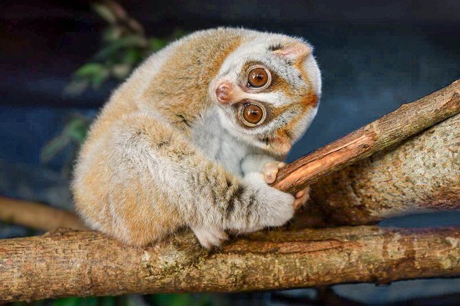 Loris Watching in Yala - Key Points