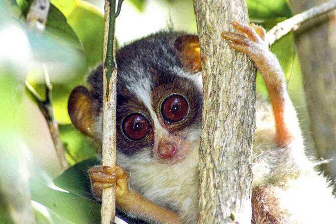 Loris Watching in Yala - The Sum Up