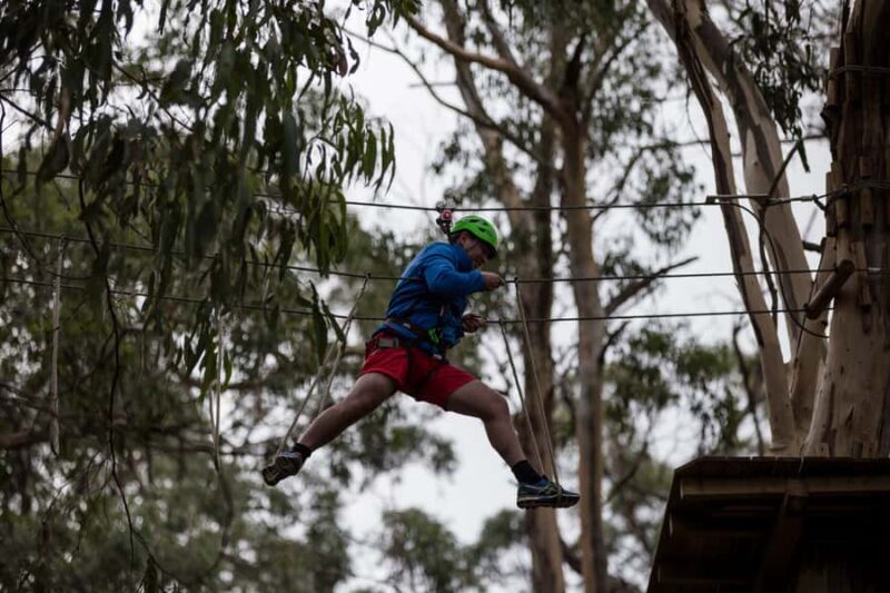 Lorne: Live Wire Park Super Circuit Ticket - An Authentic Tree-Top Adventure in Lorne