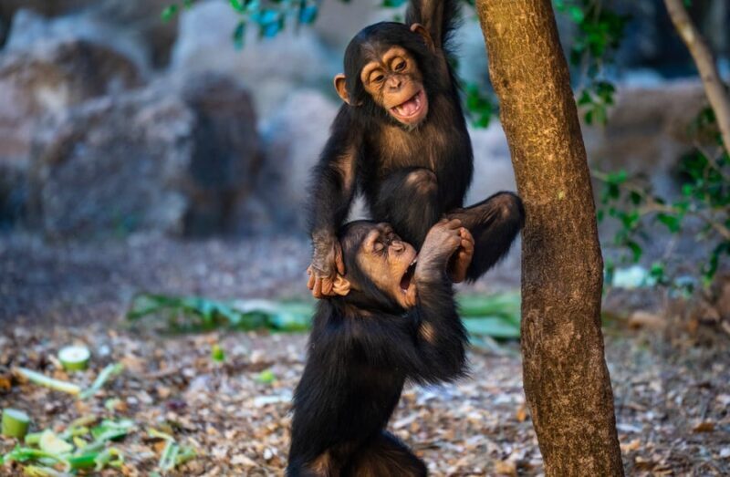 Loro Parque and Siam Park Combined Admission Tickets - FAQ