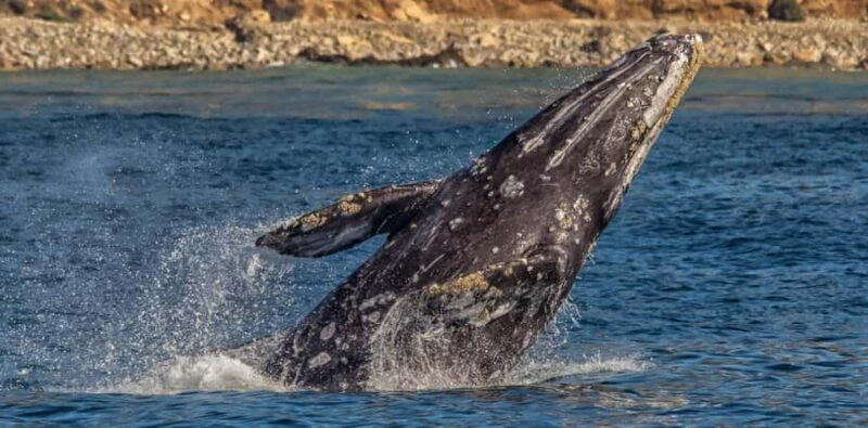 Los Angeles Harbor Breeze Cruise & Battleship USS Iowa Entry - FAQs