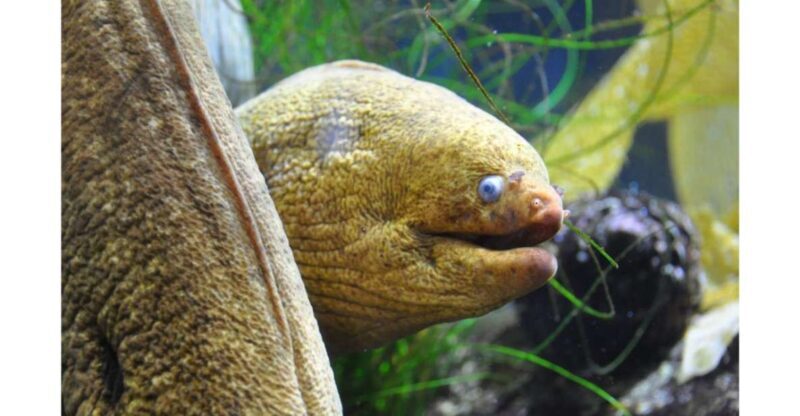 Los Angeles: Heal The Bay Aquarium in Santa Monica - Authentic Experiences from Visitors
