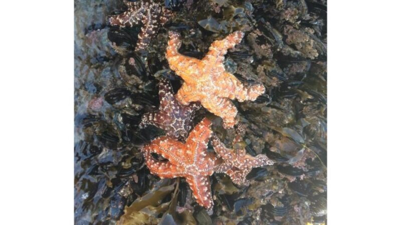 Los Angeles: Heal The Bay Aquarium in Santa Monica - Why This Aquarium Might Be Your Perfect Match