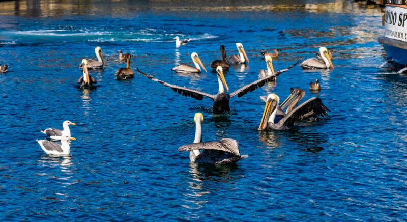 Los Angeles: Redondo Beach Glass Bottom Boat Cruise - FAQs